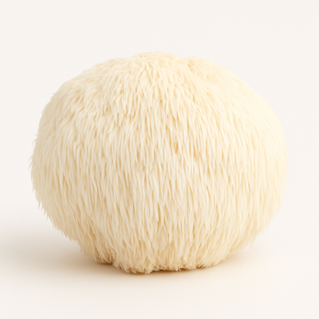 HONGO LIONS MANE (HONGO MELENA DE LEON)