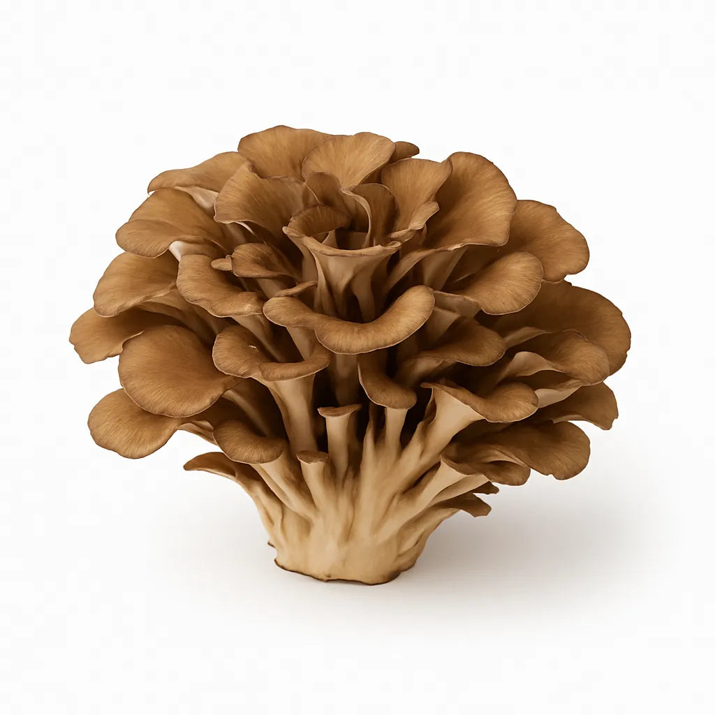 Hongo maitake natural a granel, ideal para suplementos o cocina saludable