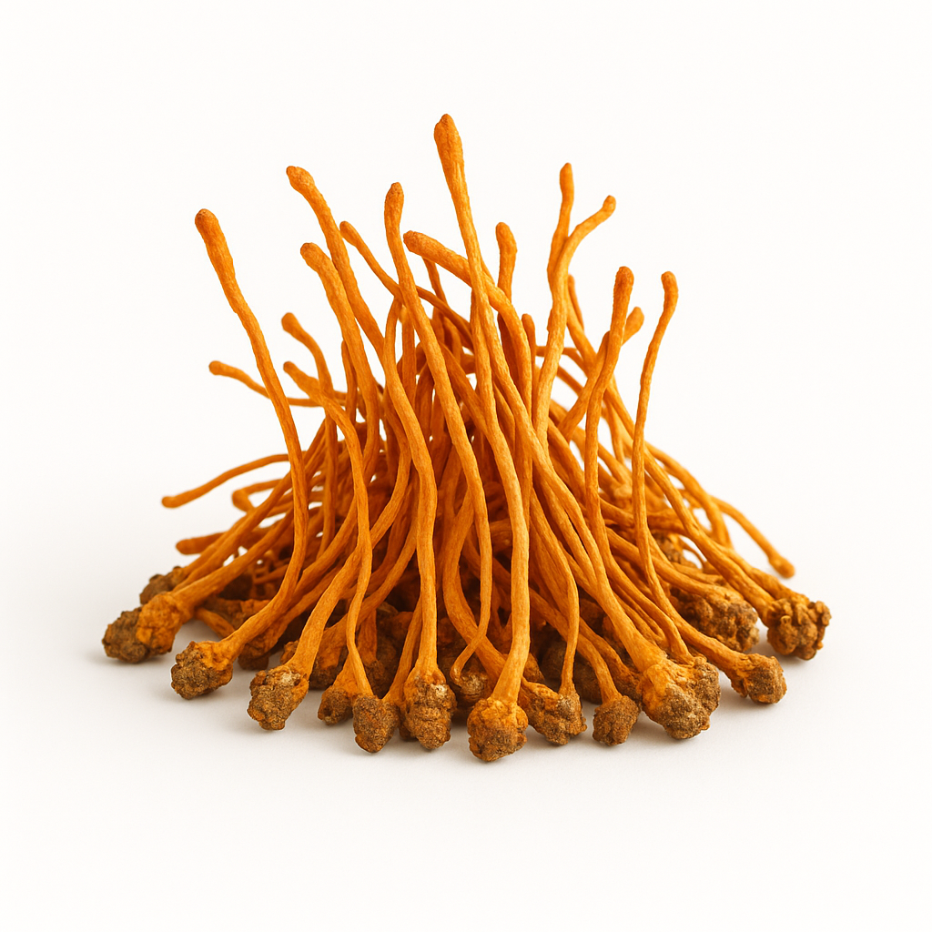 Hongo Cordyceps en polvo 100% puro – suplemento funcional natural ideal para aumentar energía y resistencia