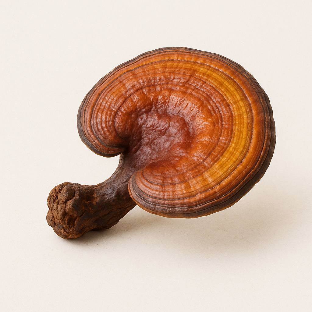 Hongo reishi en polvo a granel, 100% natural para bienestar y vitalidad