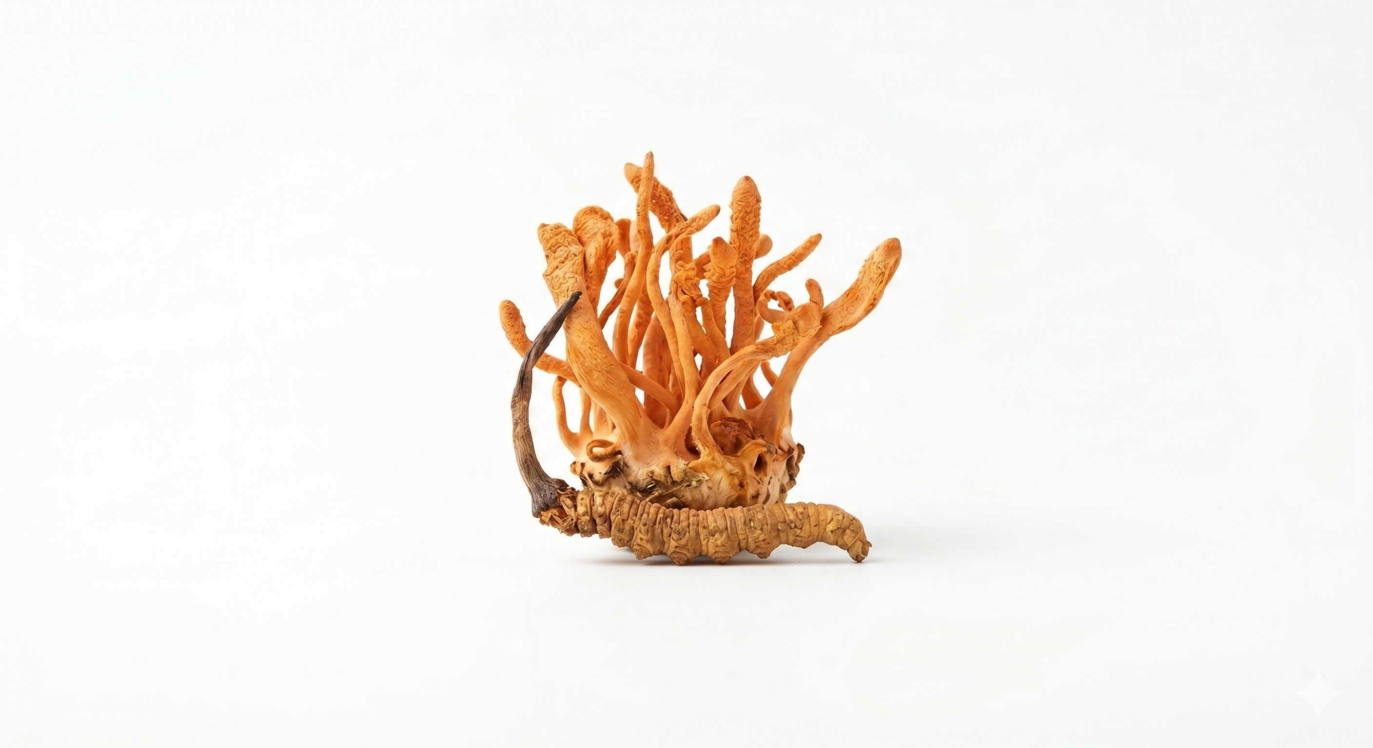 Cordyceps Extracto 50%