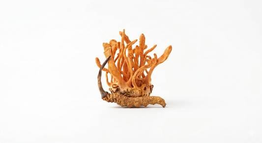 Cordyceps Extracto 50%