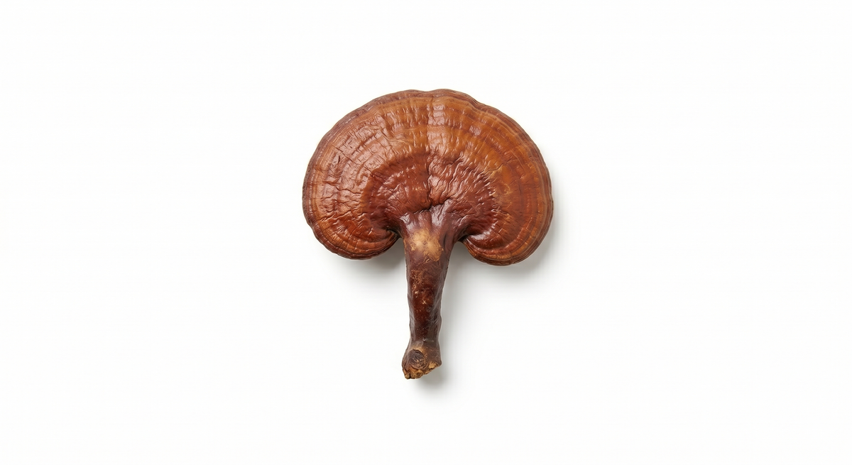 Hongo Reishi Extracto 50%