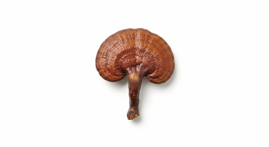 Hongo Reishi Extracto 50%